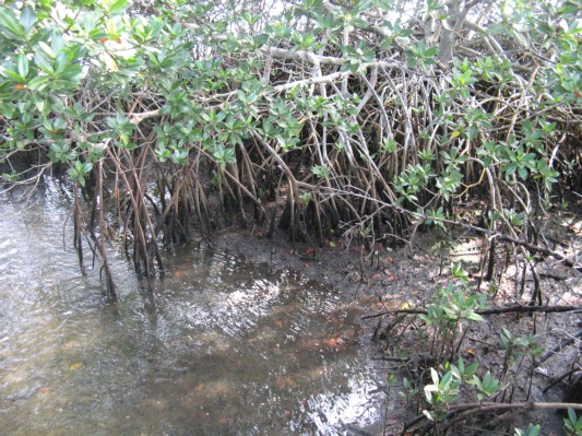 Mangrove i Darjeeling