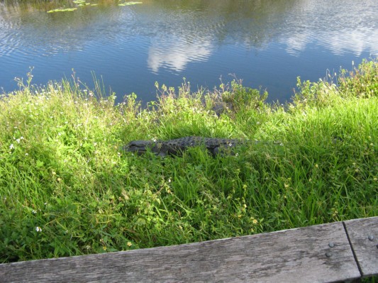 Alligator i græsset ved stien