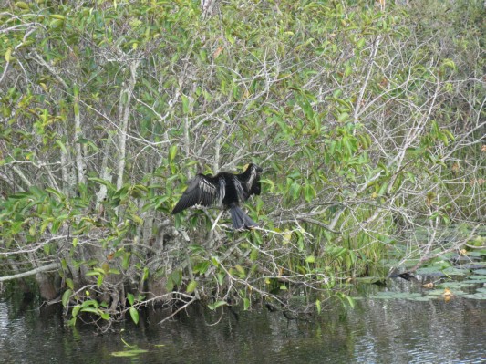 Snakebird i Everglades med piano-tegn på vingerne