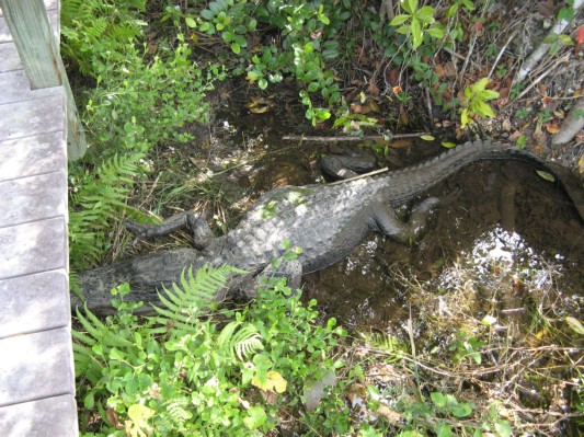 Alligator i Everglades