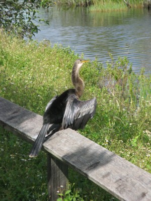 Mere snakebird i Everglades