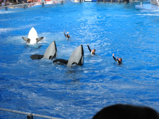 Shamu show 3