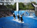 Shamu show 2