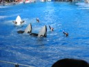 Shamu show 3